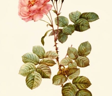 Rose water fragrance